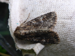 Noctuidae (Nattfly)