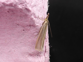 Crambus perlella (Yellow Satin Veneer)