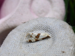 Aethes cnicana (Thistle Conch)