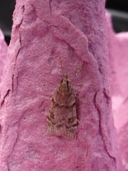 Scoparia subfusca (Engmosemott)