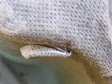 Yponomeuta evonymella (Heggspinnmøll)