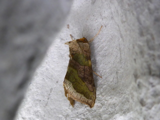 Diachrysia chrysitis (Større båndmetallfly)