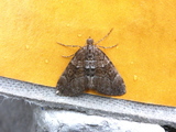 Thera cognata (Chestnut-coloured Carpet)