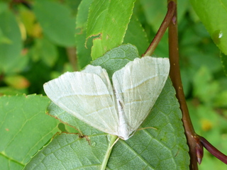 Campaea margaritaria (Løvskogmåler)