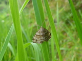 Mesotype didymata (Twin-spot Carpet)