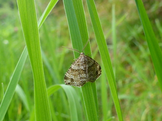 Mesotype didymata (Hvitveislundmåler)