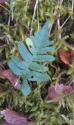 Polypodium vulgare