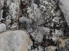 Black Mountain Moth (coracina)