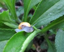 White-lipped Gardensnail (Cepaea hortensis)