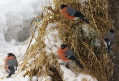 Eurasian Bullfinch (Pyrrhula pyrrhula)