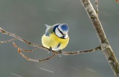 Blue Tit (Cyanistes caeruleus)