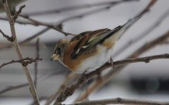 Brambling (Fringilla montifringilla)