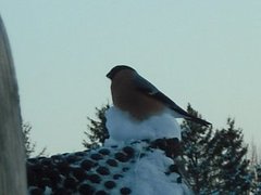 Eurasian Bullfinch (Pyrrhula pyrrhula)