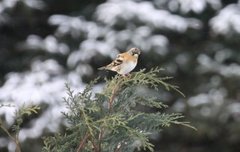 Brambling (Fringilla montifringilla)