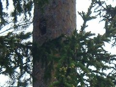 Tengmalm's Owl (Aegolius funereus)