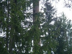 Tengmalm's Owl (Aegolius funereus)