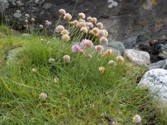 Thrift (Armeria maritima)