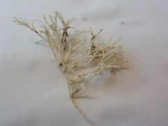 Coral weed (Corallina officinalis)
