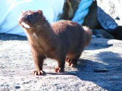 Mink (Neovison vison)