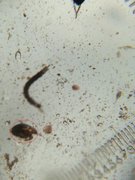 Haliplidae