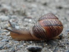 Copse Snail (Arianta arbustorum)