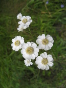 Achillea ptarmica