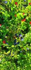 Bilberry (Vaccinium myrtillus)