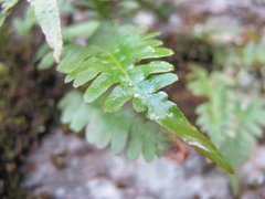 Polypodium vulgare