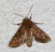 Lacanobia oleracea (Hagelundfly)