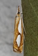 Catoptria pinella (Pearl Grass-veneer)