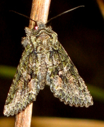 Dryobotodes eremita (Grått eikefly)