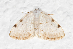 Lomographa bimaculata (White-pinion Spotted)