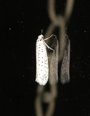 Yponomeuta evonymella (Heggspinnmøll)