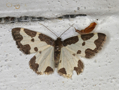 Lomaspilis marginata (Clouded Border)