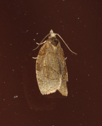 Pandemis cerasana (Lærbrun bladvikler)