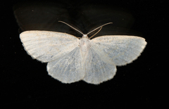 Cabera exanthemata (Common Wave)