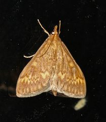 Ostrinia nubilalis (Maispyralide)