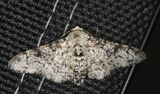 Biston betularia (Peppered Moth)