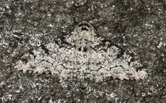 Biston betularia (Bjørkelurvemåler)