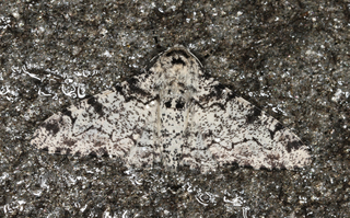 Biston betularia (Peppered Moth)