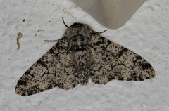 Biston betularia (Peppered Moth)