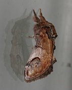 Notodonta ziczac (Pebble Prominent)