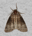 Tetheella fluctuosa (Bjørkehalvspinner)