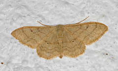 Idaea straminata (Bueengmåler)