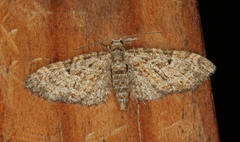 Eupithecia dodoneata (Eikedvergmåler)