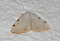 Lomographa bimaculata (Toflekket hermelinmåler)