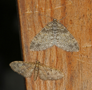 Lobophora halterata (Ospetungemåler)
