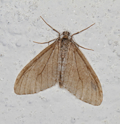 Trichopteryx carpinata (Early Tooth-striped)