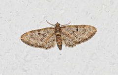 Eupithecia dodoneata (Oak-tree Pug)