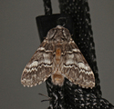 Drymonia ruficornis (Lys eiketannspinner)